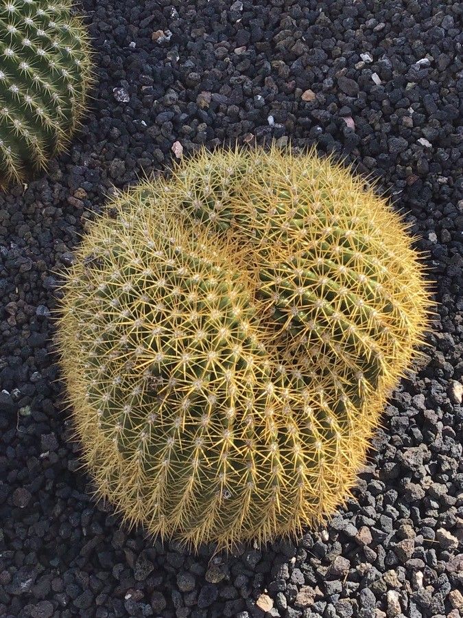 Lobivia bruchii — related species from the same genus