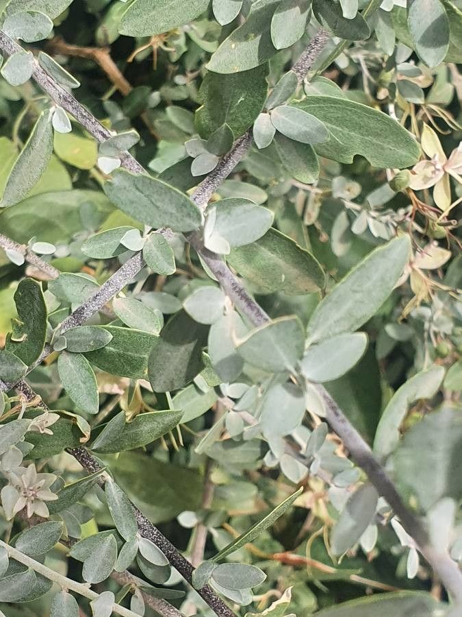 Cadaba farinosa — search result for 'Senegal'