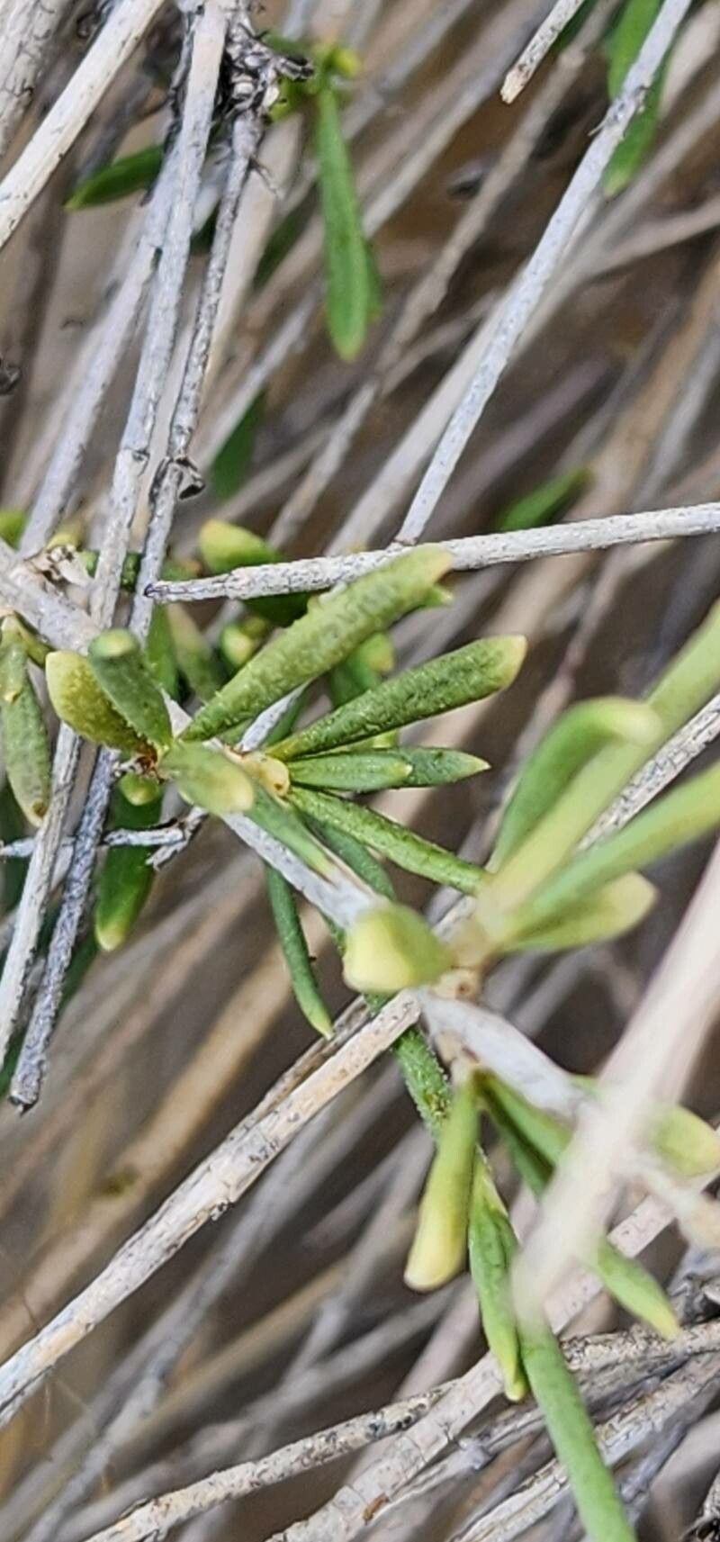 Thesium compressum leaf