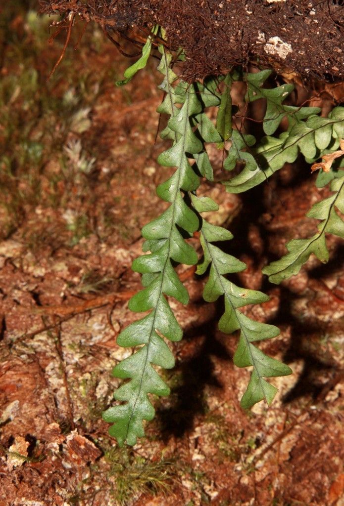 Ctenopterella blechnoides habit