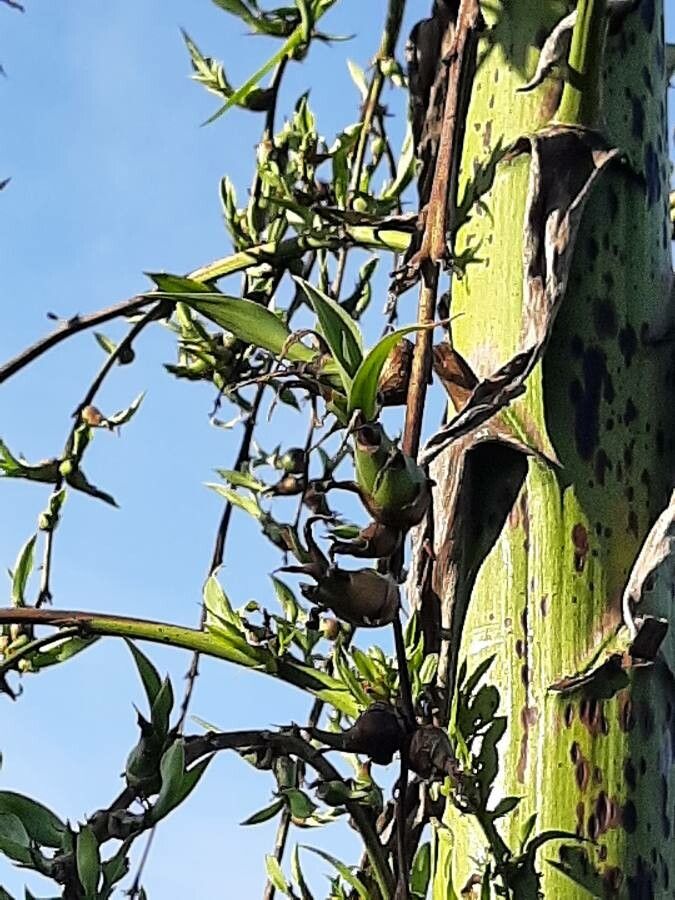 Agave sisalana flower