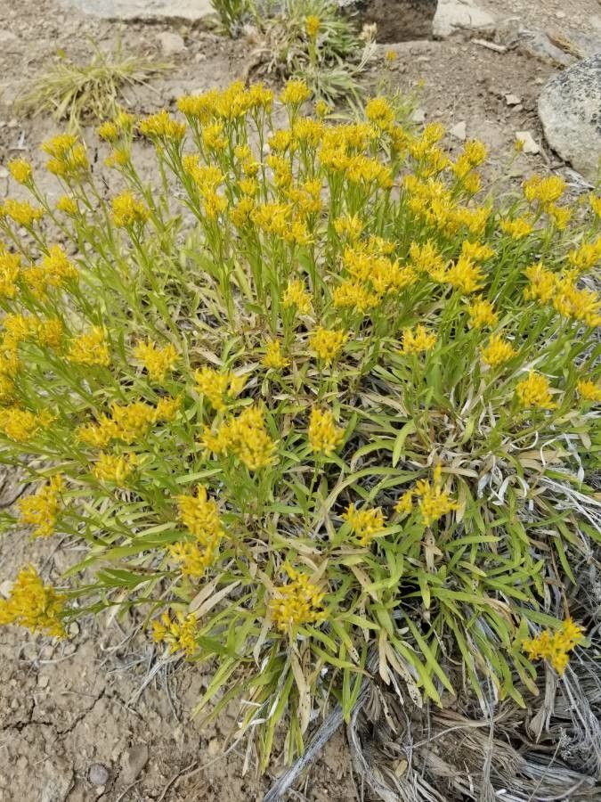 Petradoria pumila — houseplant care guide