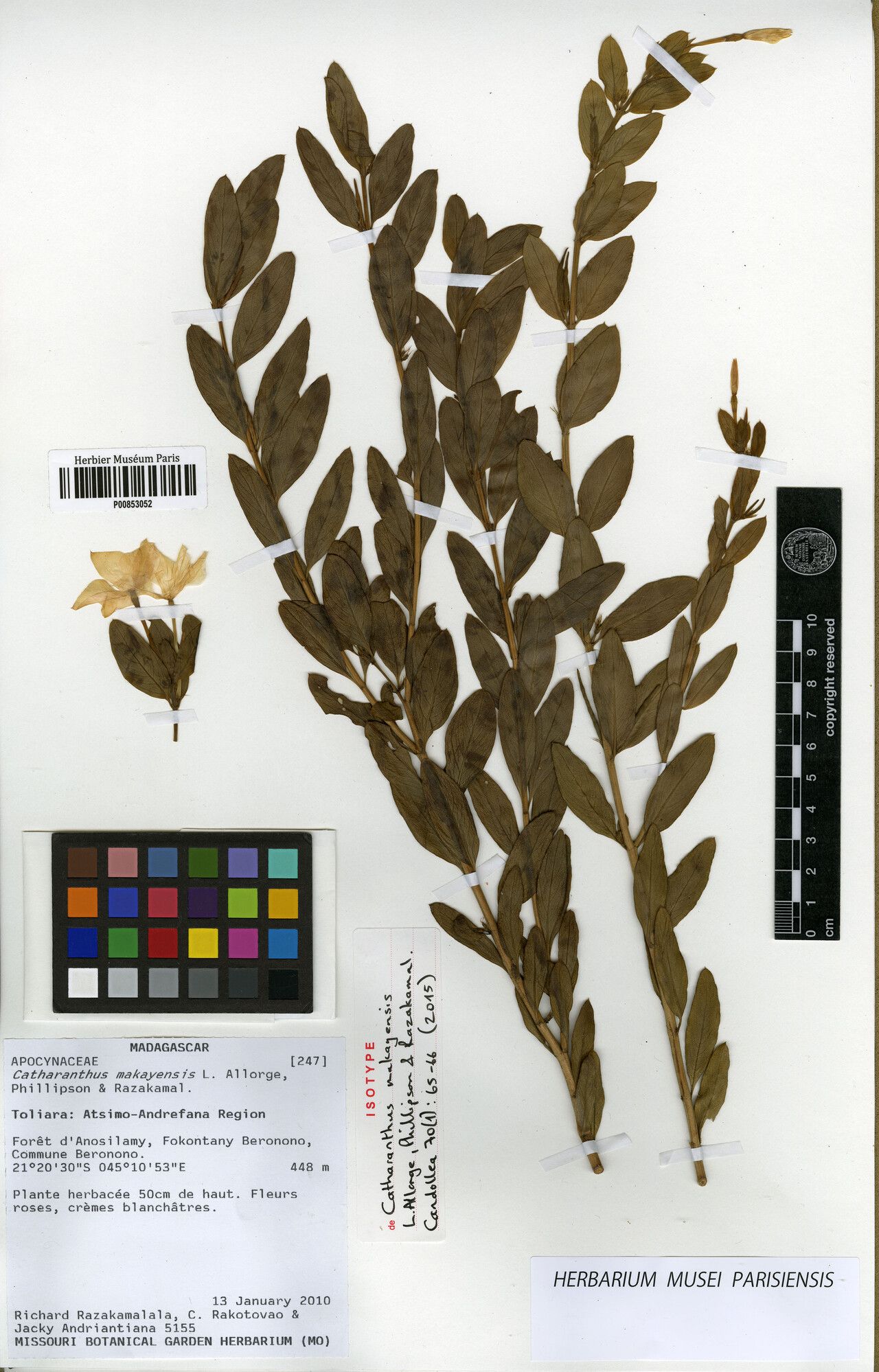 Catharanthus makayensis