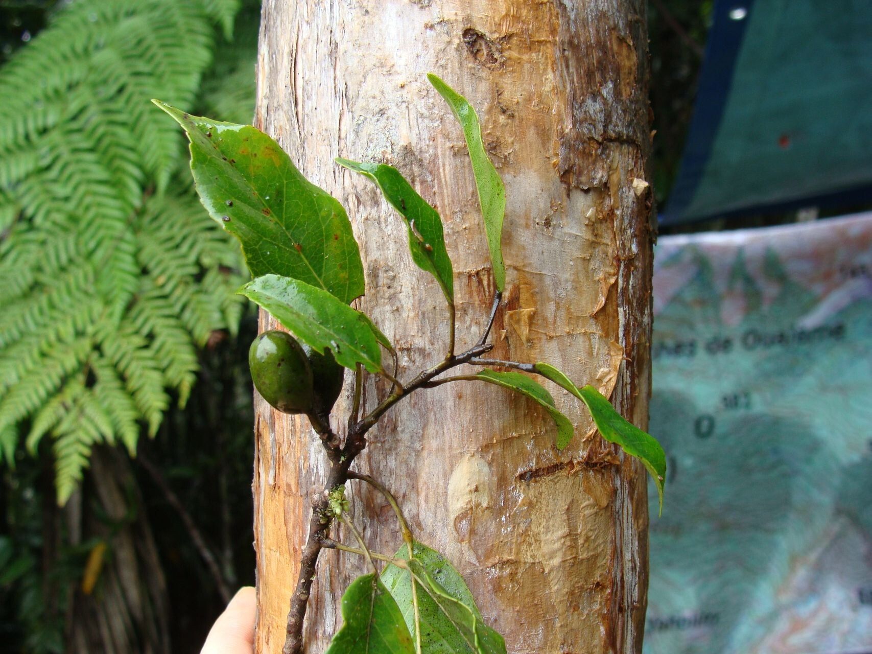 Elaeocarpus dognyensis fruit