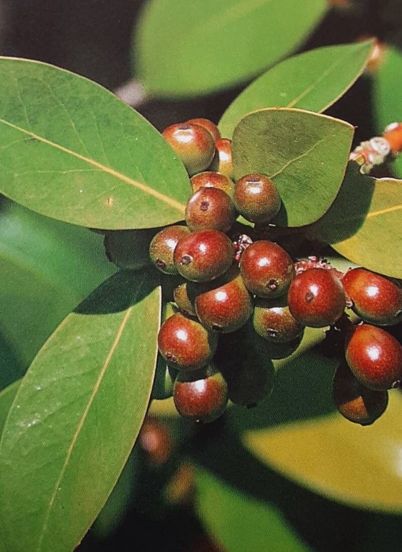 Ilex × altaclerensis fruit