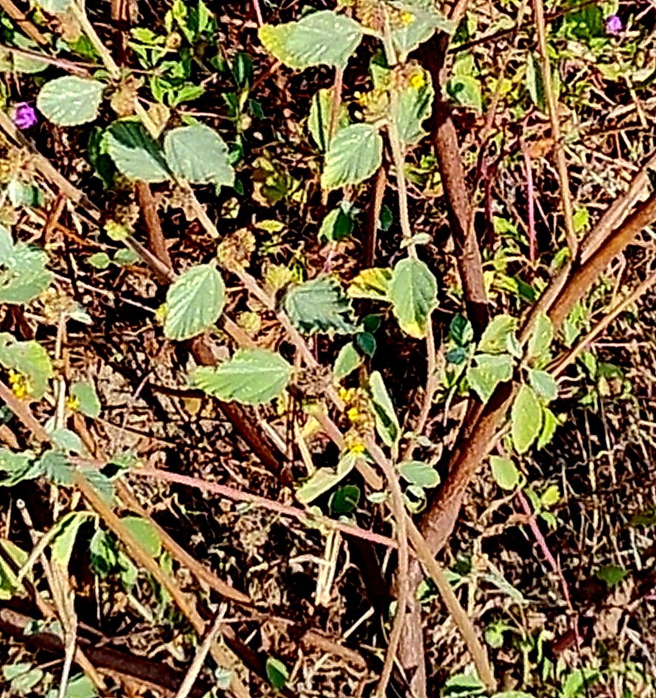 Waltheria preslii — houseplant care guide