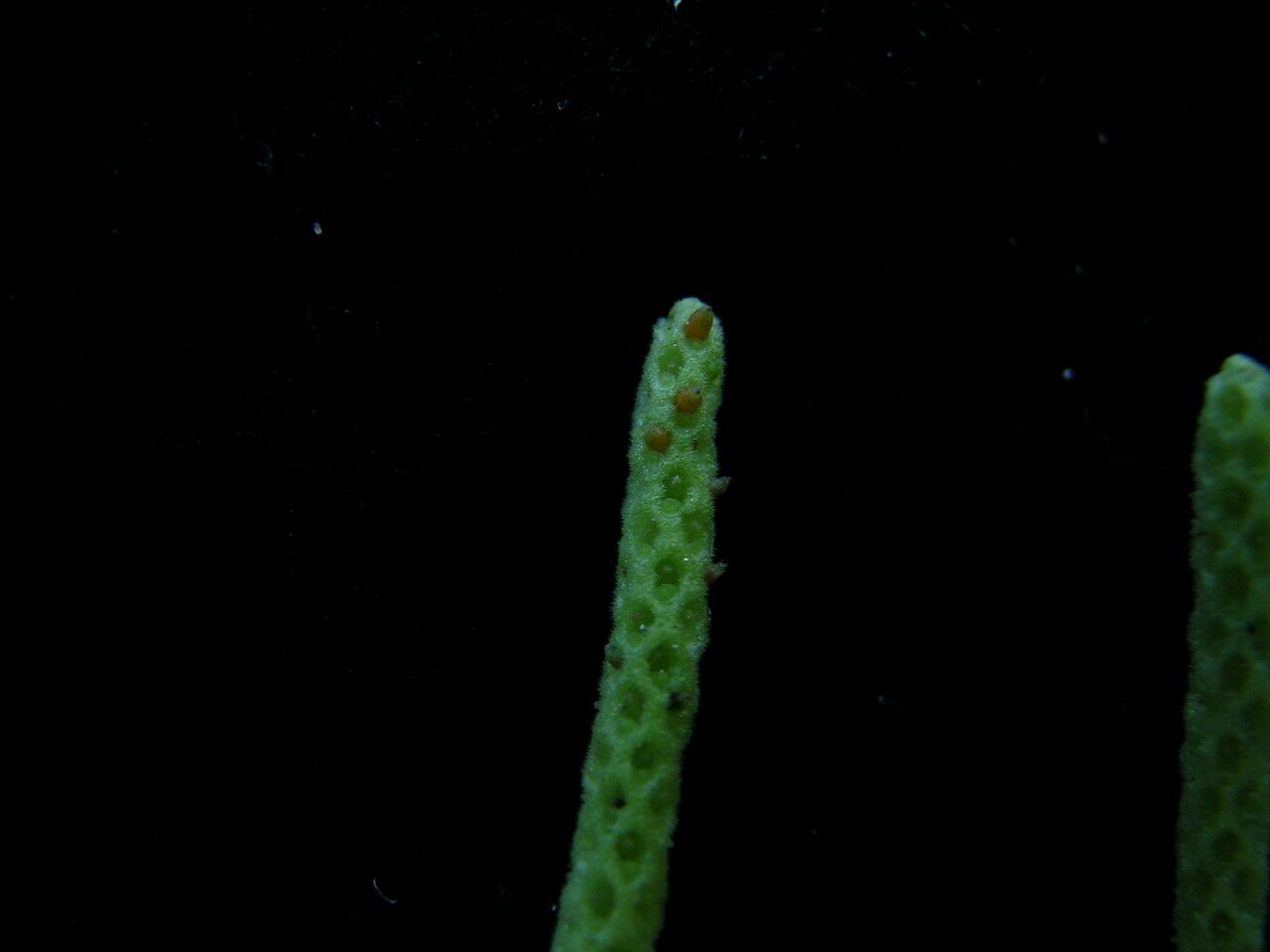 Peperomia heyneana flower