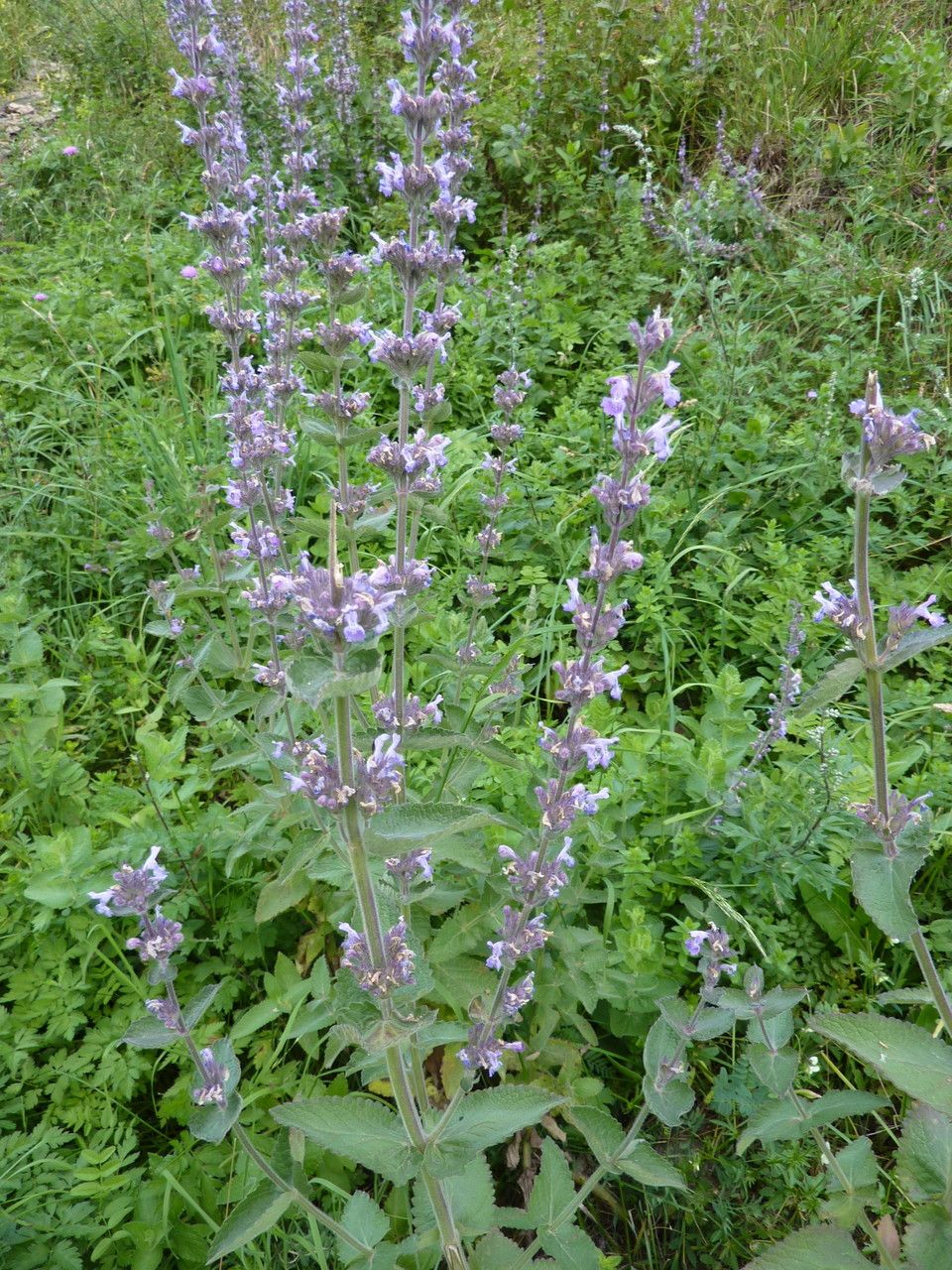 Nepeta latifolia habit