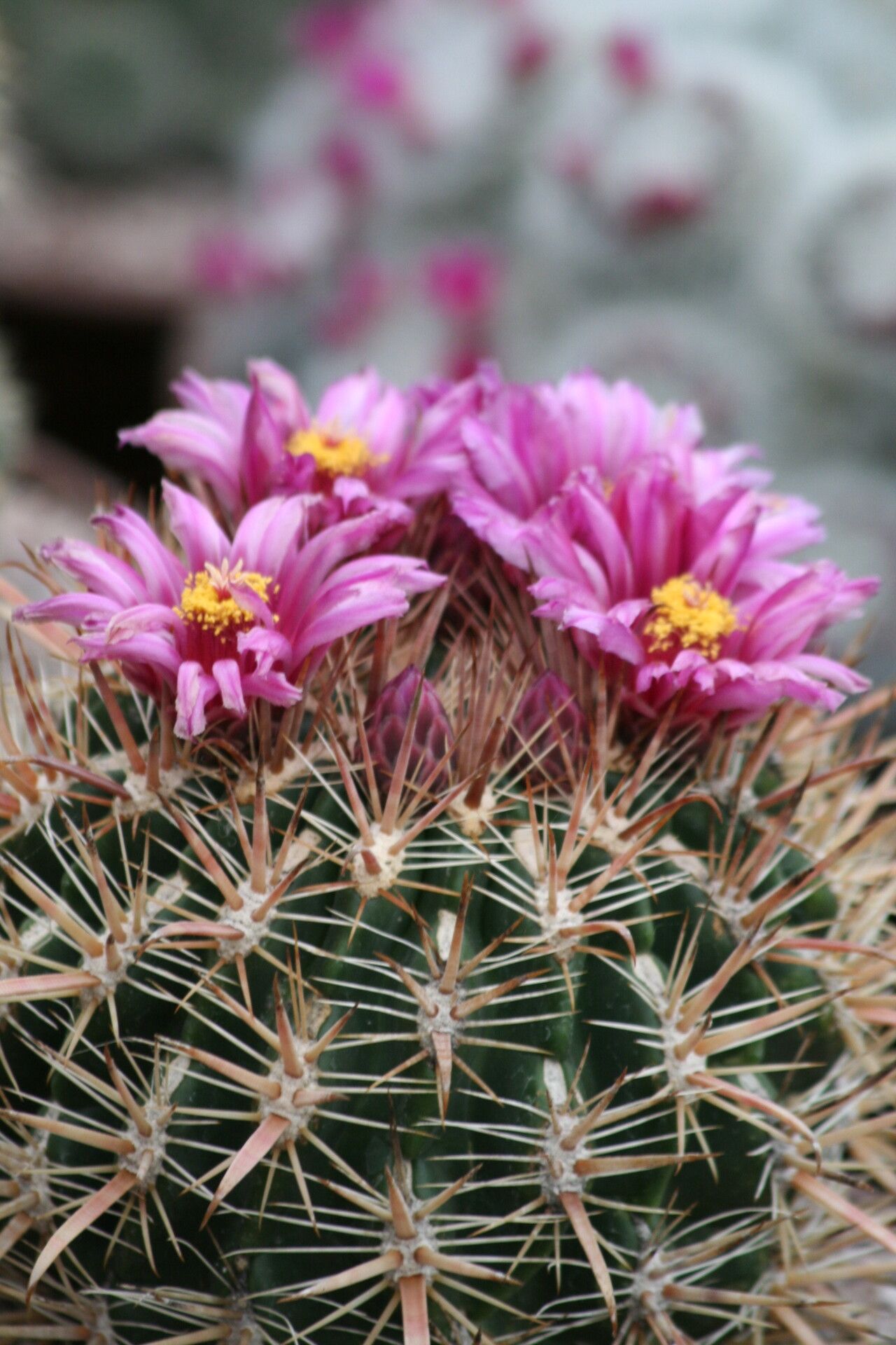 Ferocactus chrysacanthus flower