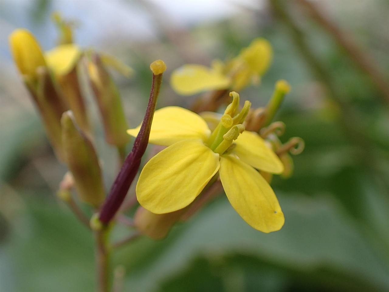 Coincya richeri flower
