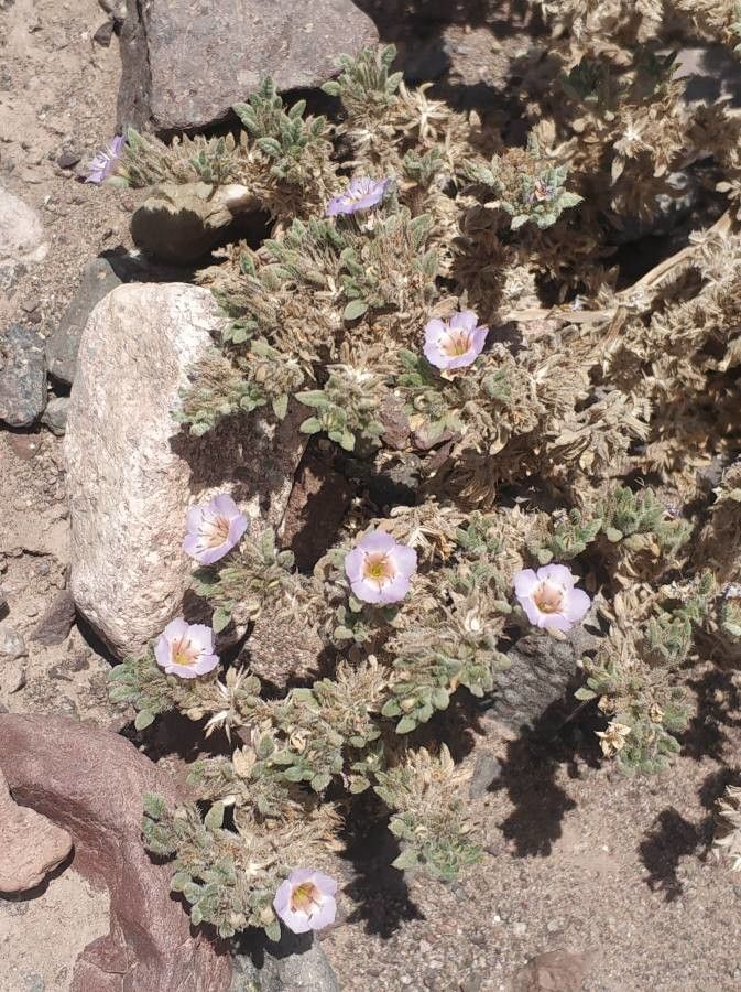 Tiquilia atacamensis flower