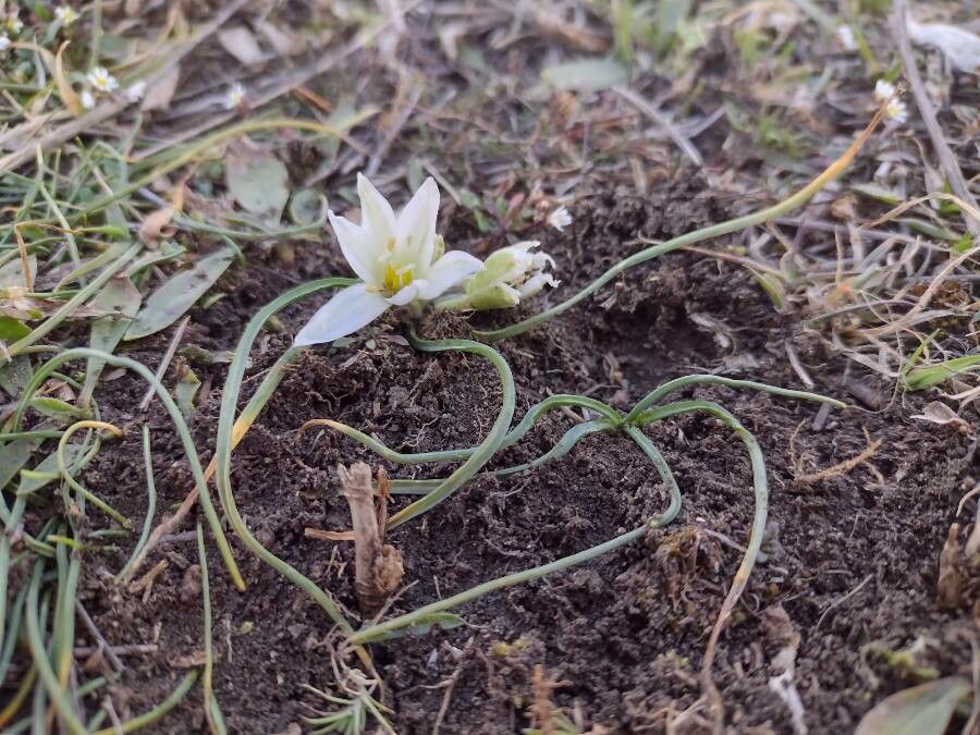 Ornithogalum refractum — houseplant care guide