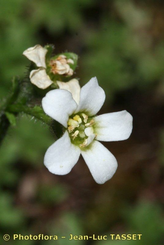 Saxifraga depressa flower
