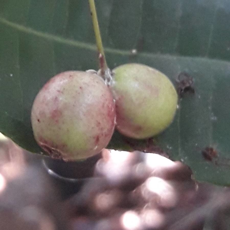 Syzygium lecardii fruit