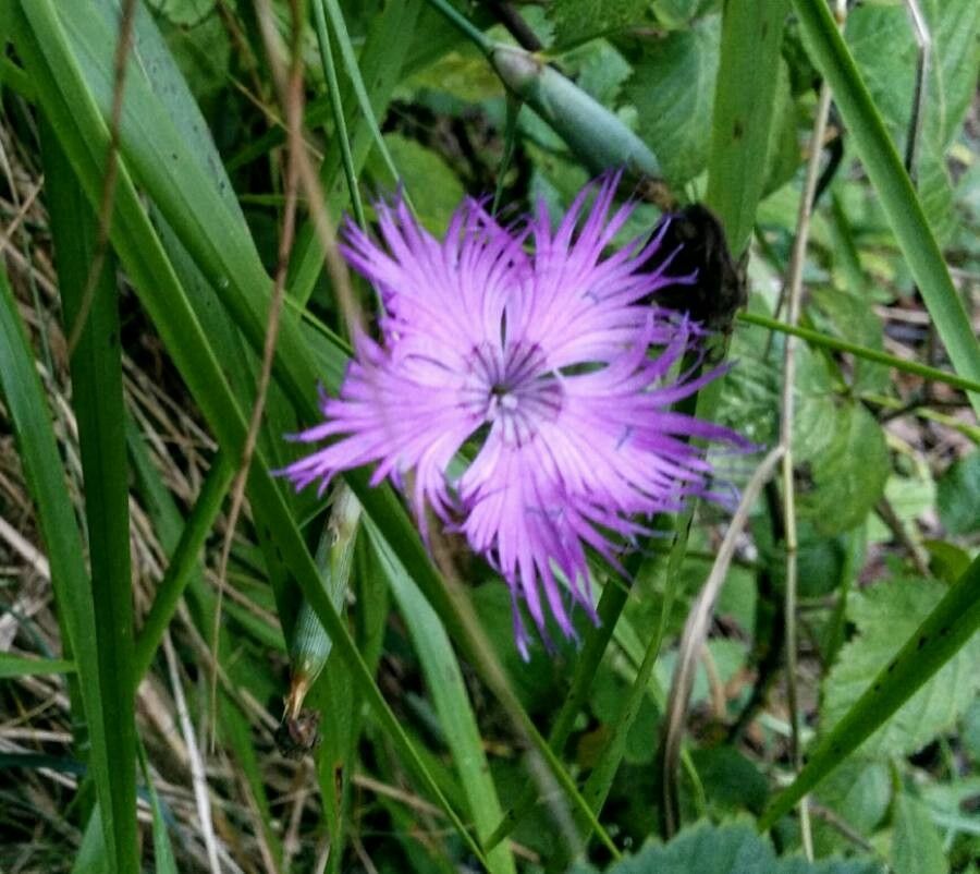 Dianthus hyssopifolius flower