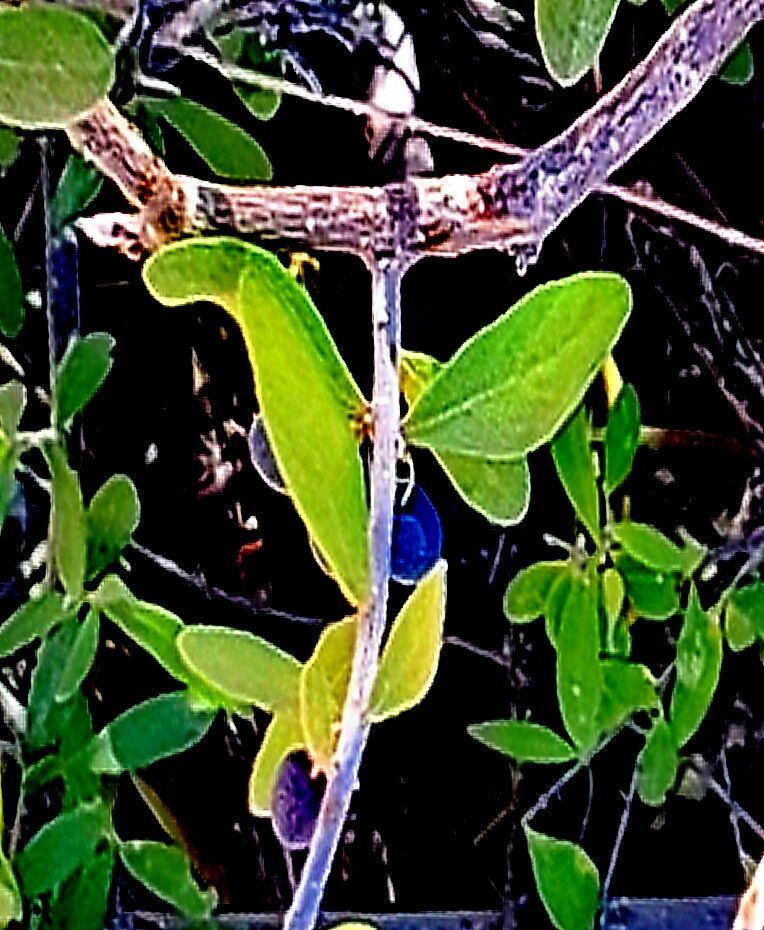 Forestiera macrocarpa — related species from the same genus