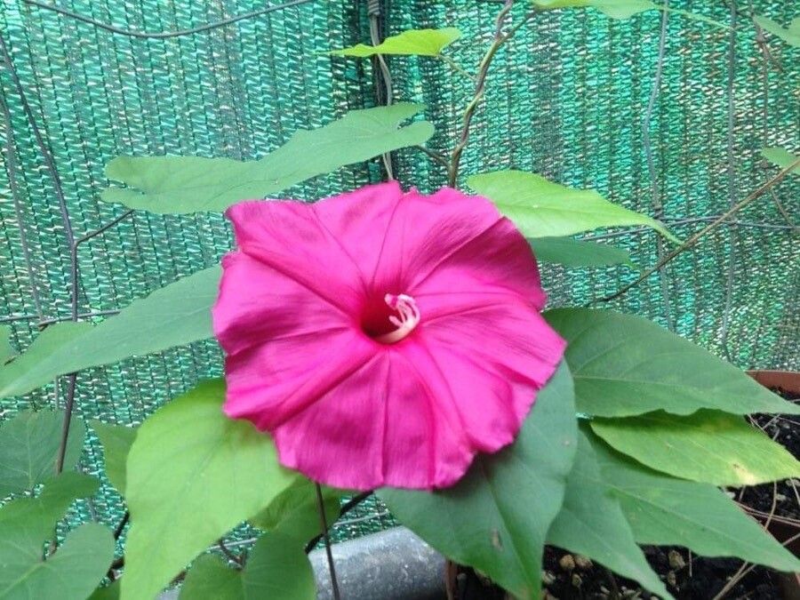 Turbina inopinata flower