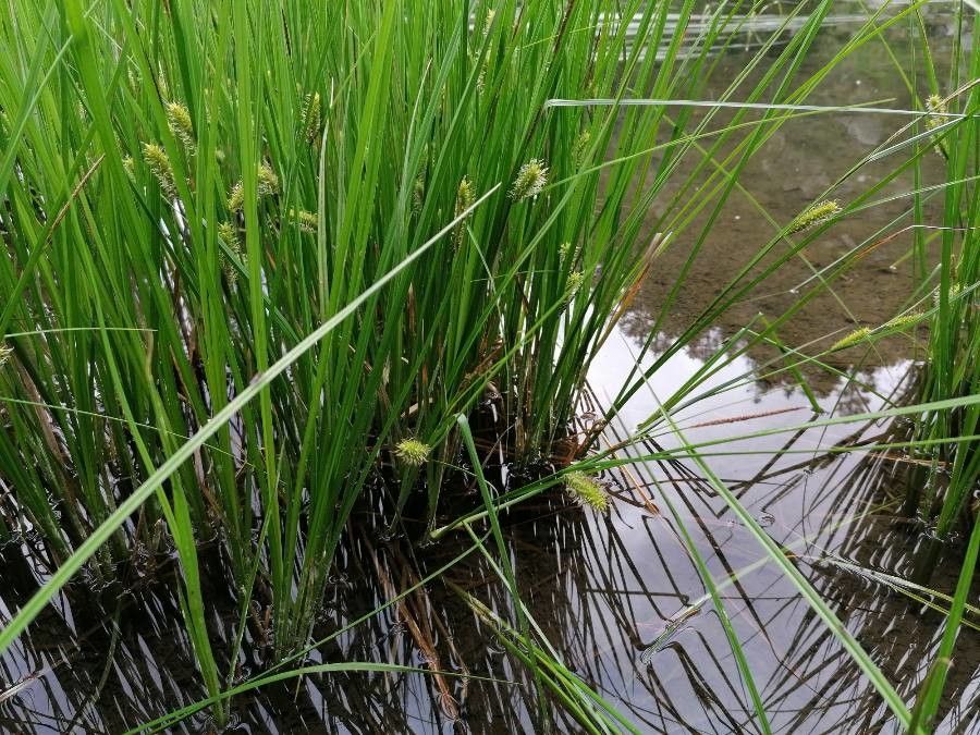 Carex vesicaria leaf