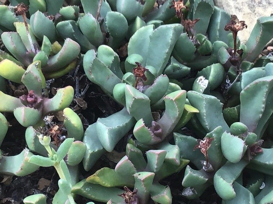 Cheiridopsis spiculata — houseplant care guide