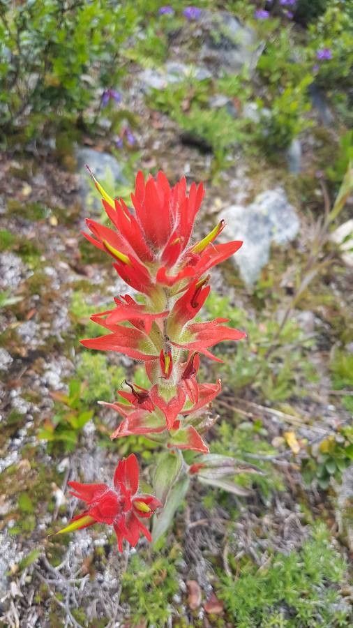 Castilleja miniata flower