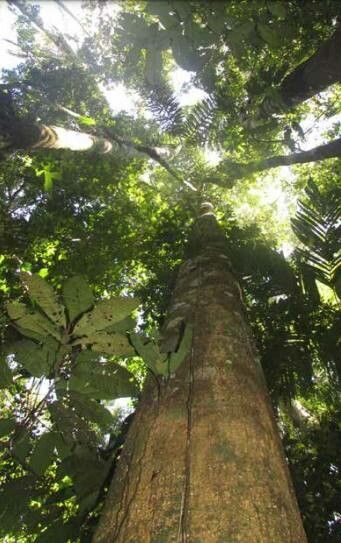 Xylopia sericophylla bark