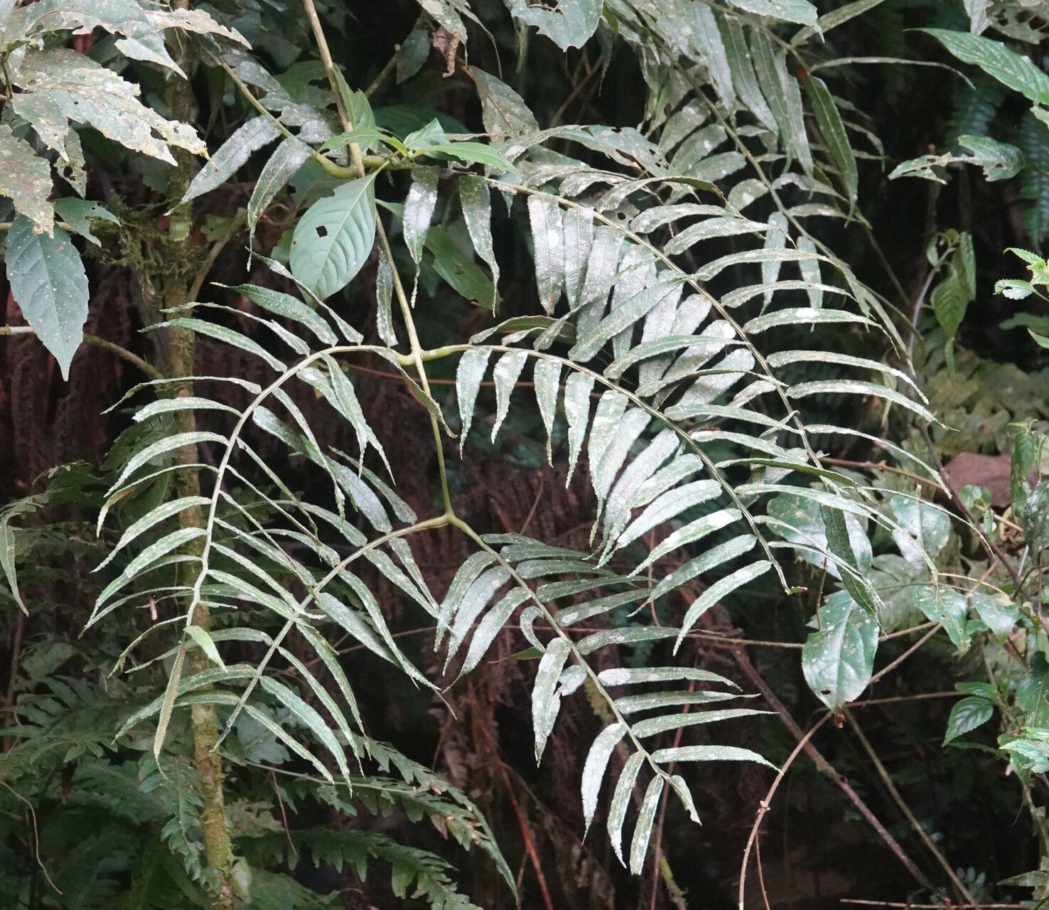 Ptisana africana — related species from the same genus