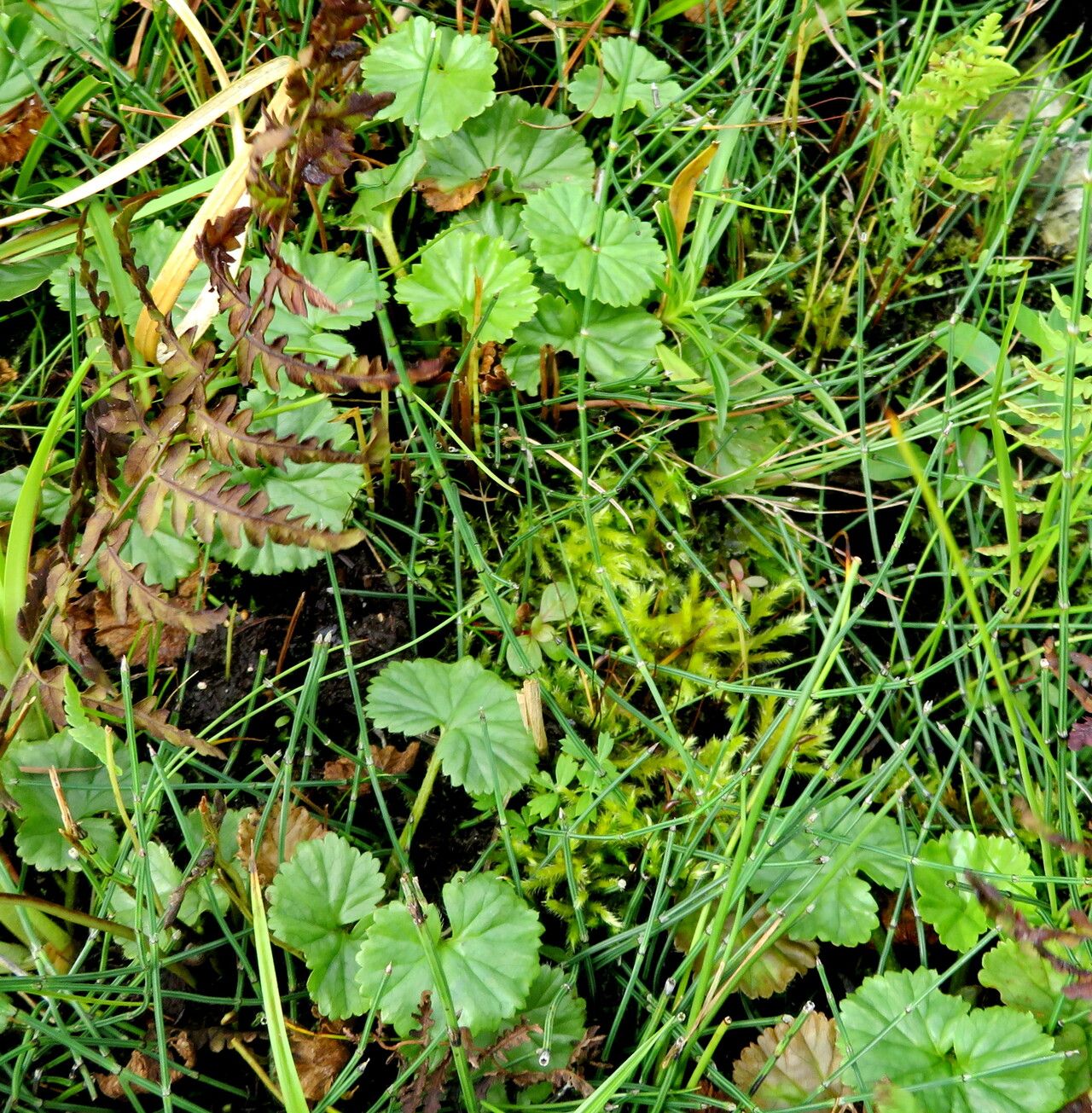 Gunnera mixta habit