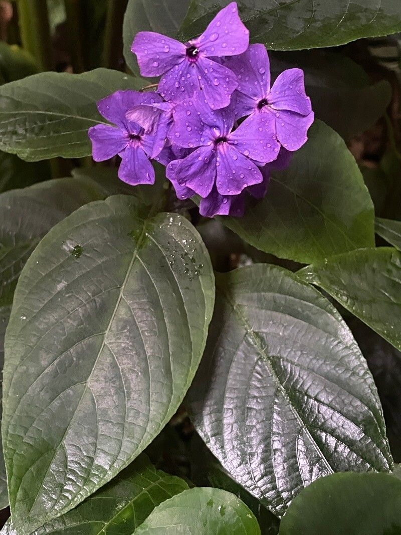 Eranthemum wattii leaf