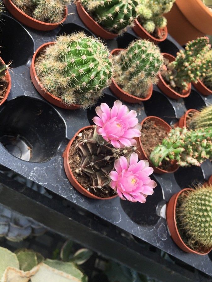 Ariocarpus fissuratus habit