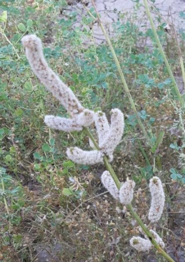 Psylliostachys spicatus — related species from the same genus