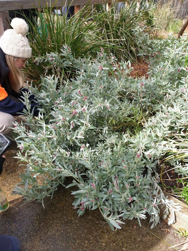 Atriplex cinerea habit
