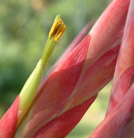 Tillandsia catimbauensis — houseplant care guide