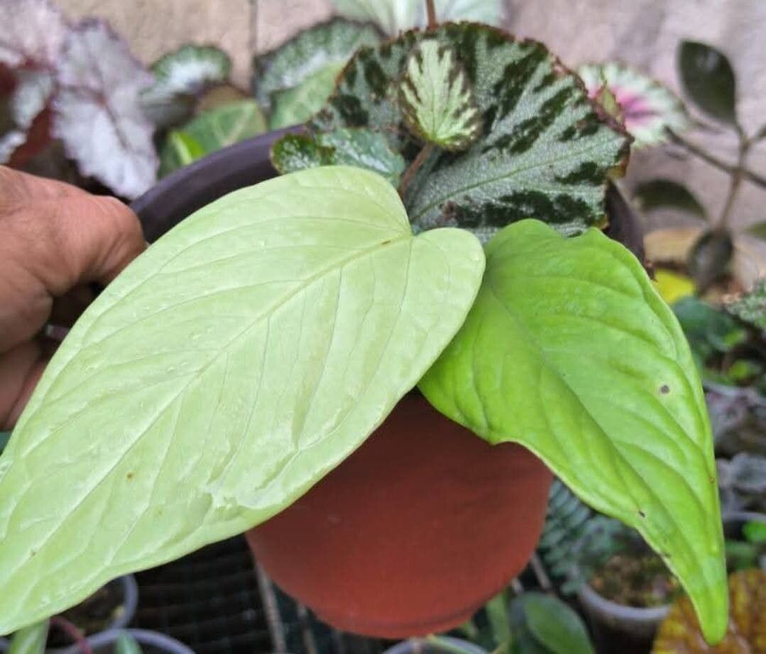 Anthurium pulcachense — houseplant care guide