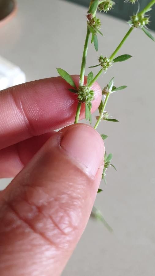 Spermacoce prostrata — search result for 'Bahamas'