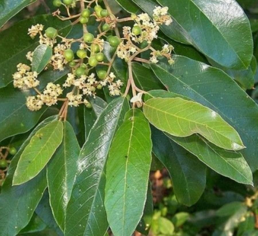 Alphitonia excelsa fruit
