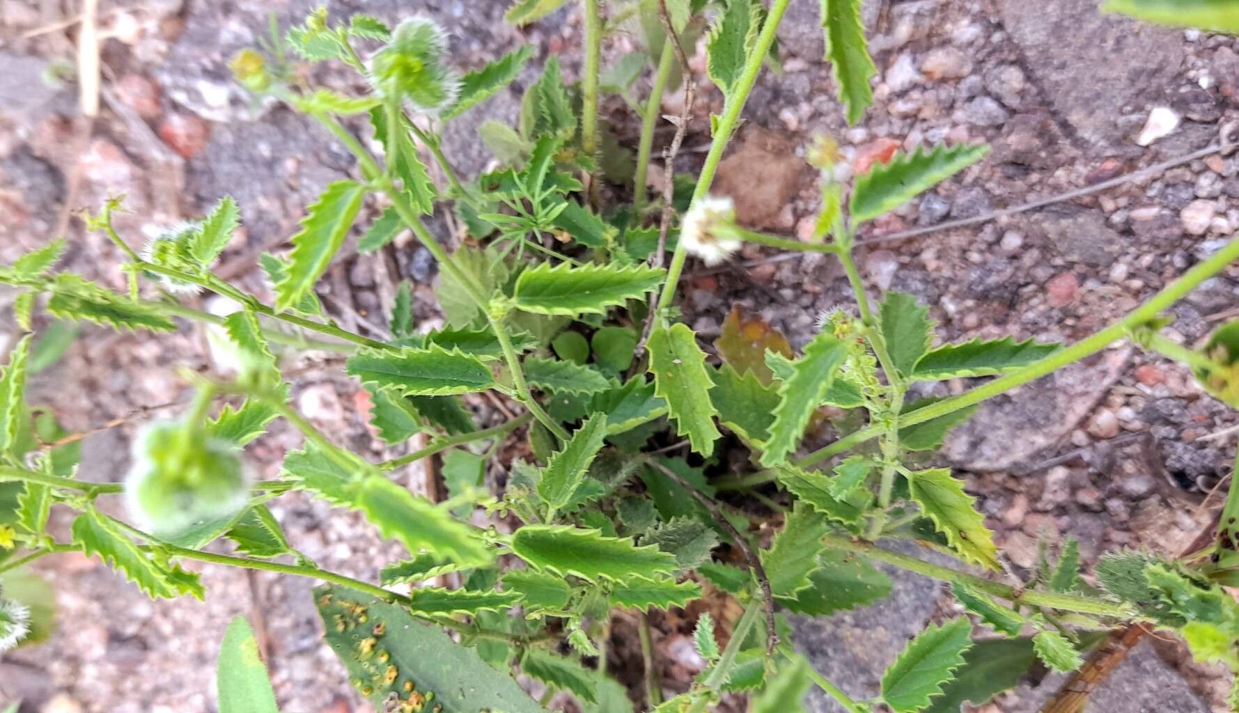 Tragia melochioides habit