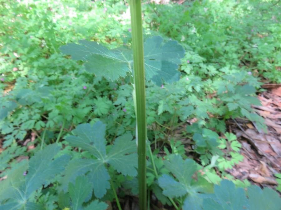 Sanicula crassicaulis bark