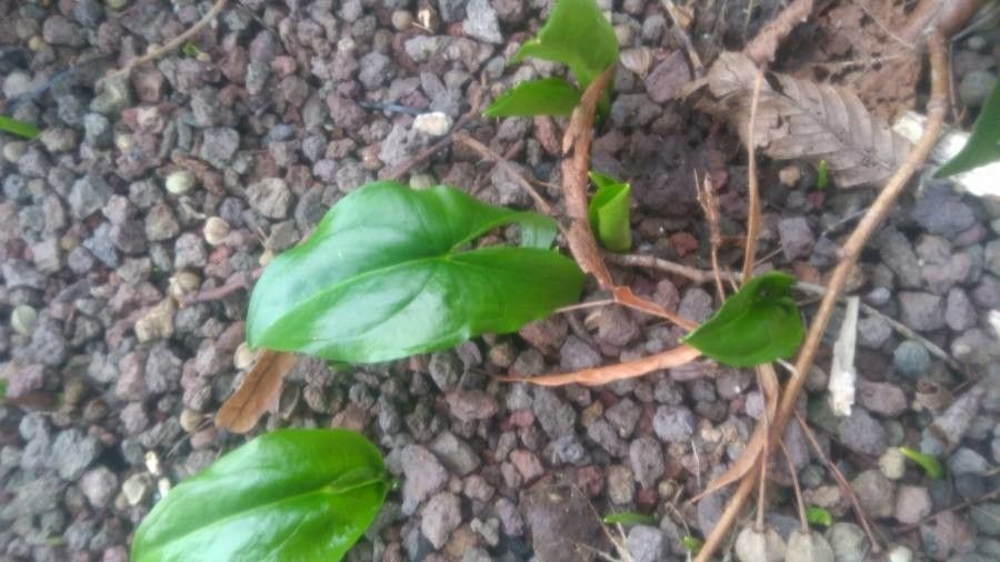 Arisarum proboscideum habit