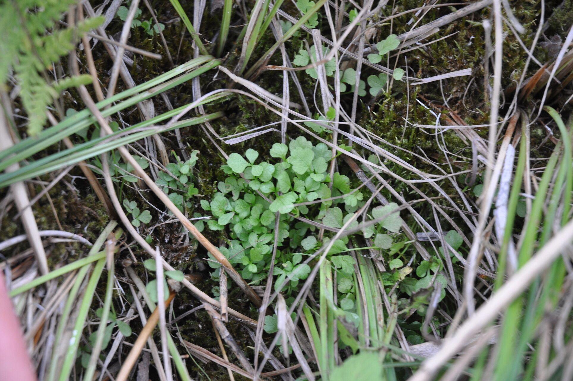 Cardamine oligosperma leaf
