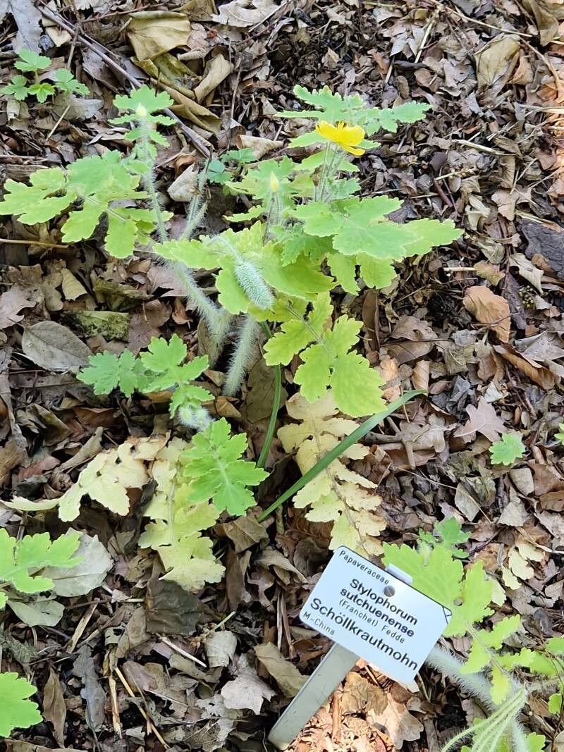 Stylophorum sutchuense — related species from the same genus