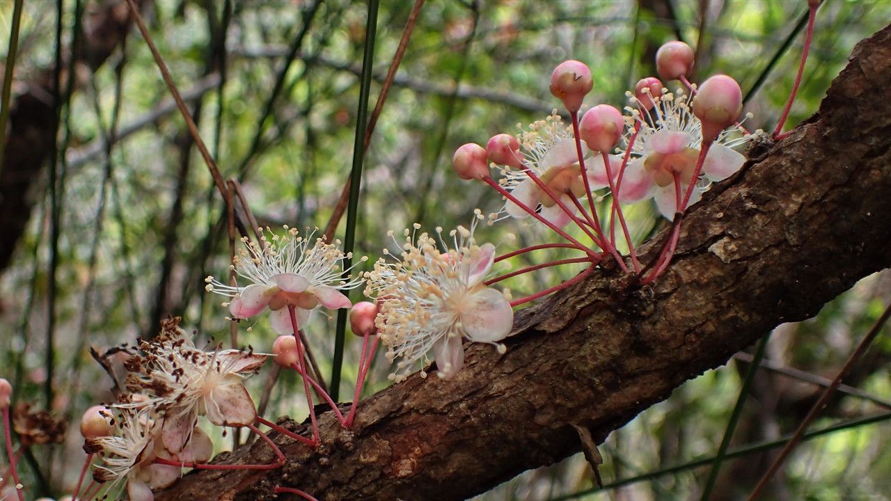 Eugenia brongniartiana flower