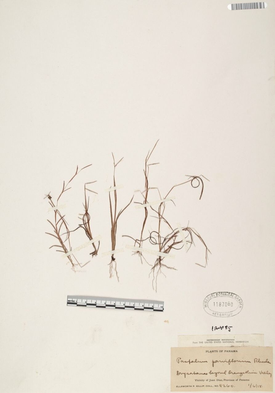 Paspalum parviflorum other