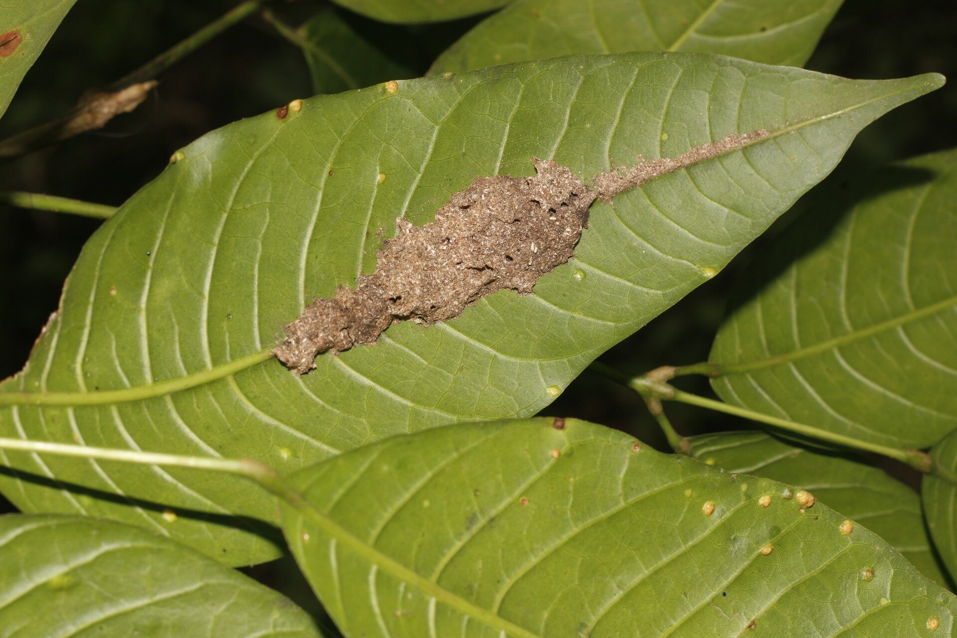 Protium hammelii leaf