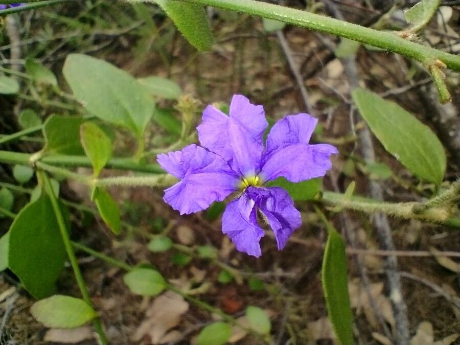 Dampiera purpurea flower