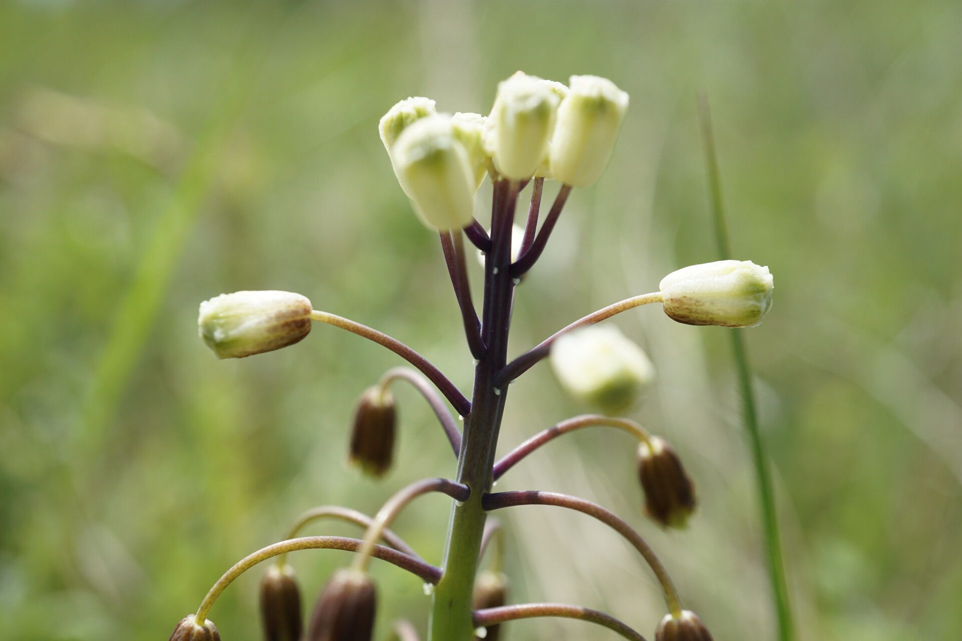 Bellevalia speciosa flower