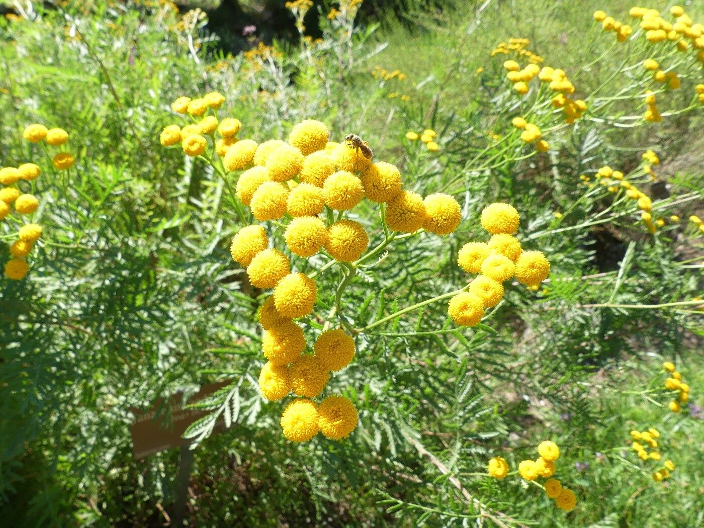 Tanacetum audibertii