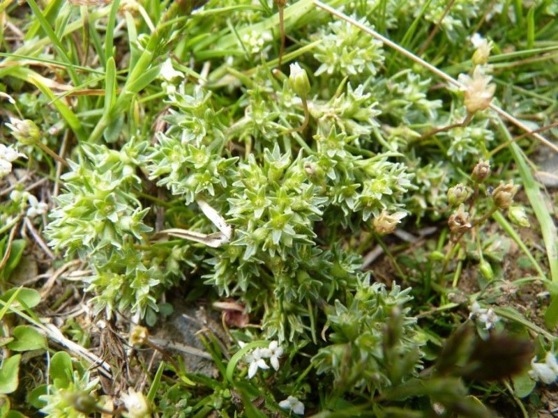 Scleranthus uncinatus habit