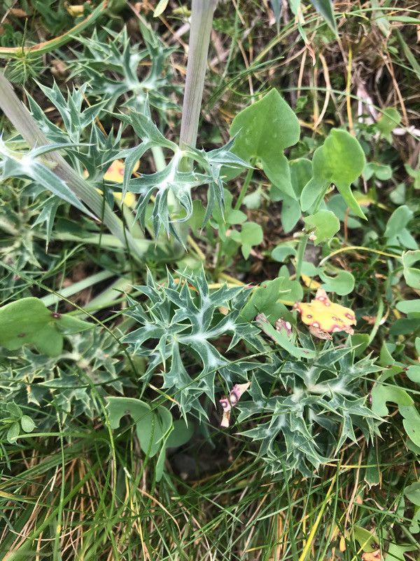 Eryngium bourgatii — search result for 'Eryngium'