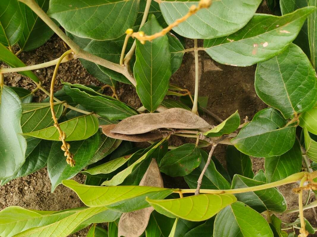Lonchocarpus sericeus fruit