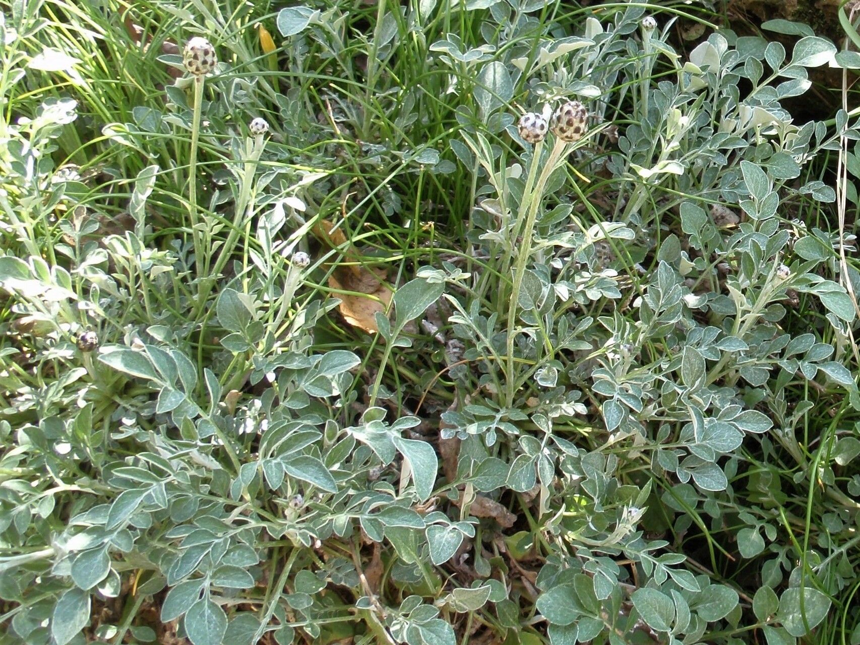 Psephellus simplicicaulis flower